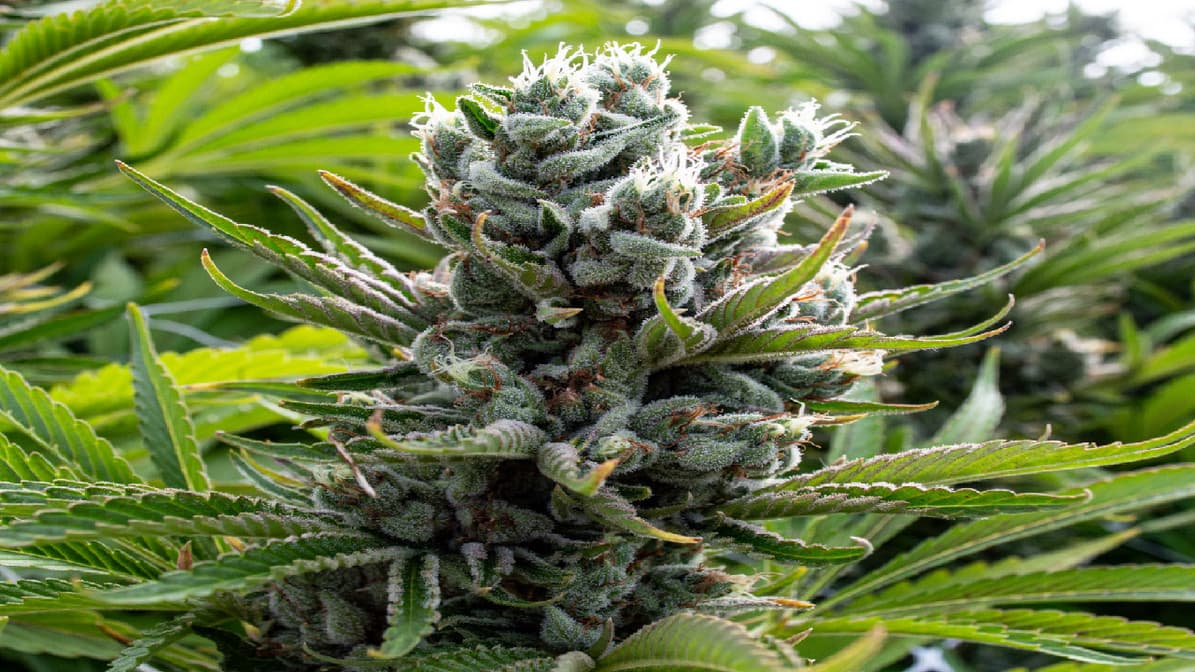 Experience True Quality When You Buy Cannabis Extracts Europe Online