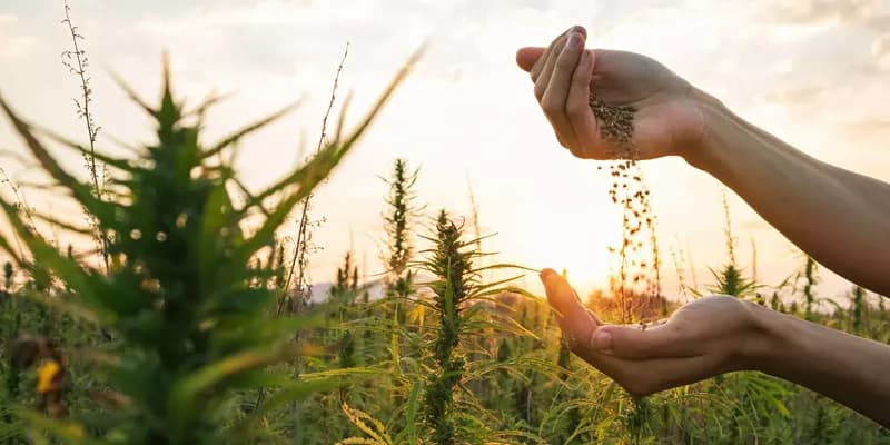 CBD Kush Excellence: Hand-Selected Medicinal Marijuana from Green Leaf Store EU