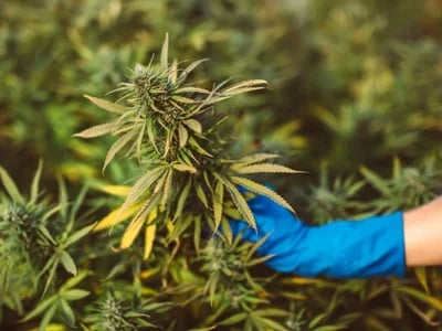 Fast Cannabis Shipping: Trusted U.S Store for 420 Mail Order weed online