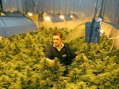 Buy Marijuana Online UK: Legal Guidelines and Awareness