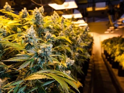 CBD Kush Excellence: Hand-Selected Medicinal Marijuana from Green Leaf Store EU