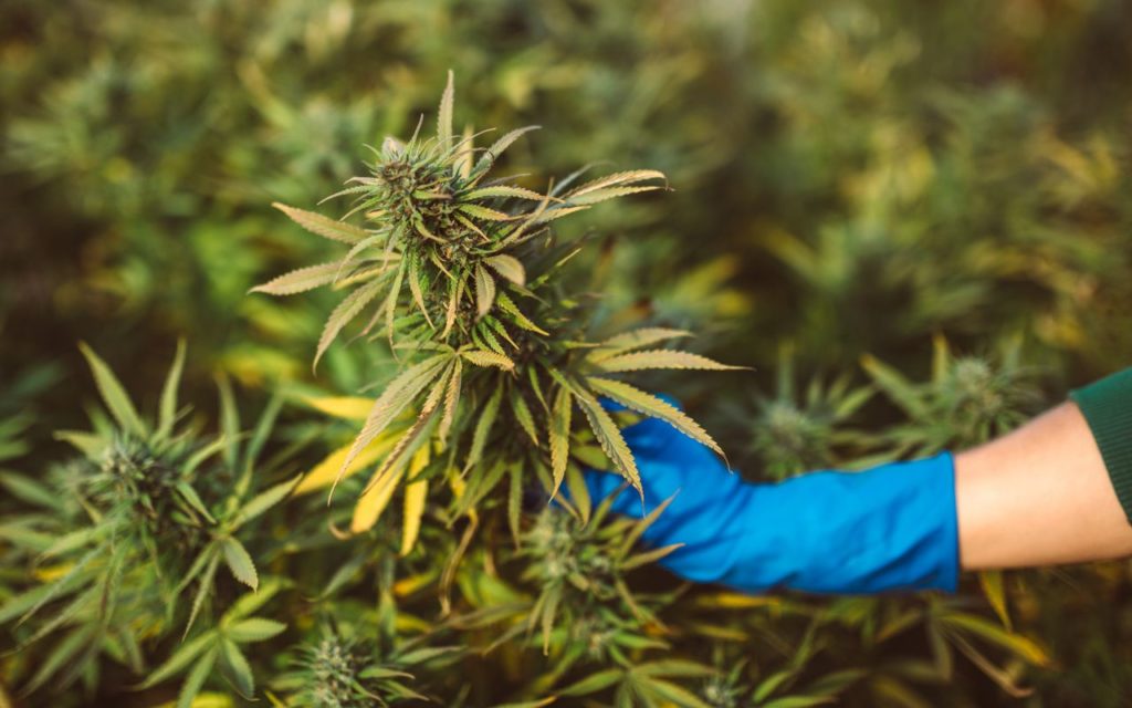 Fast Cannabis Shipping: Trusted U.S Store for 420 Mail Order weed online