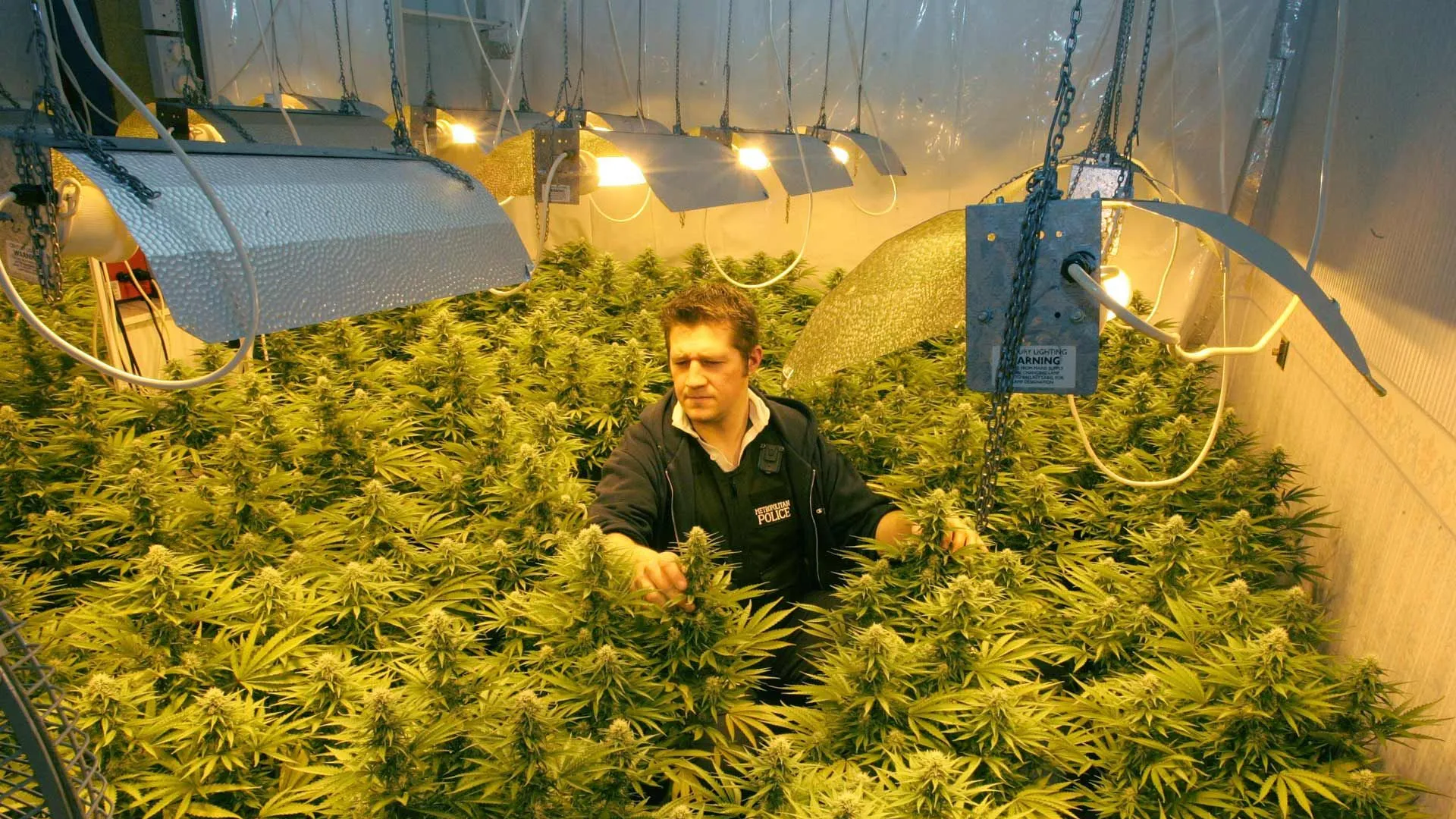 Buy Marijuana Online UK: Legal Guidelines and Awareness