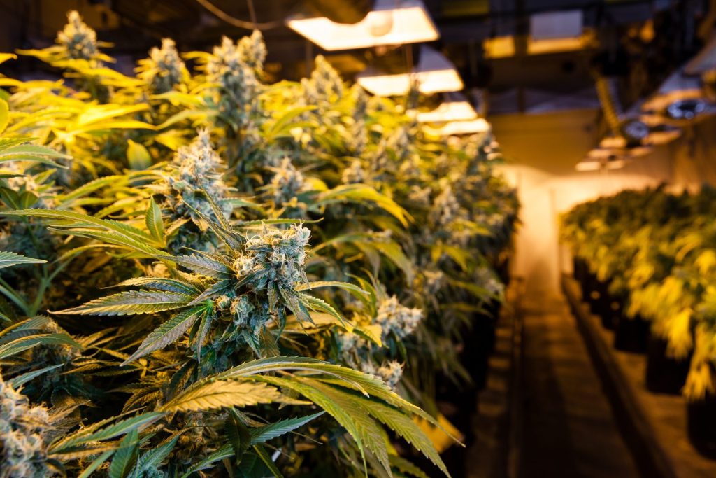 CBD Kush Excellence: Hand-Selected Medicinal Marijuana from Green Leaf Store EU